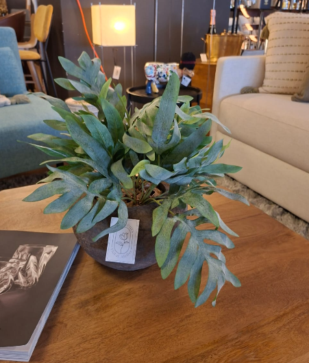 Phlebodium + Grey Bowl 25 silk Plant