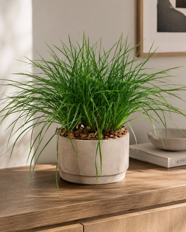 Ecru Bowl 24 cm + UV Proof Grass