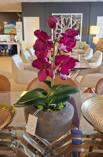 Fuchsia Vanda + Grey Bowl 25cm Arrangement