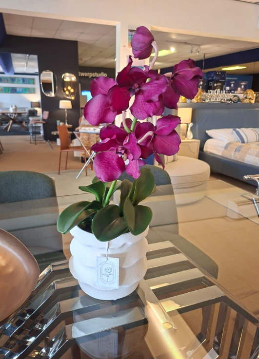 Fuchsia Vanda + White Bowl 25cm Arrangement